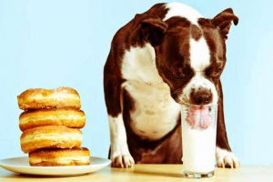 Mleko w diecie psa - szkoda lub korzyści? Mleko w diecie psa - szkoda lub korzyści?